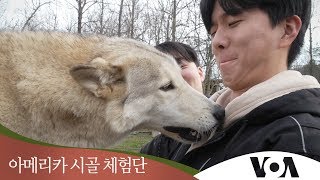 [아메리카 시골 체험단] 전설의 ‘늑대개’를 만나다