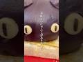 一番にゃんこなあんバタートーストが名古屋にありました #小倉トースト #名古屋 #グルメ #vlog #shorts
