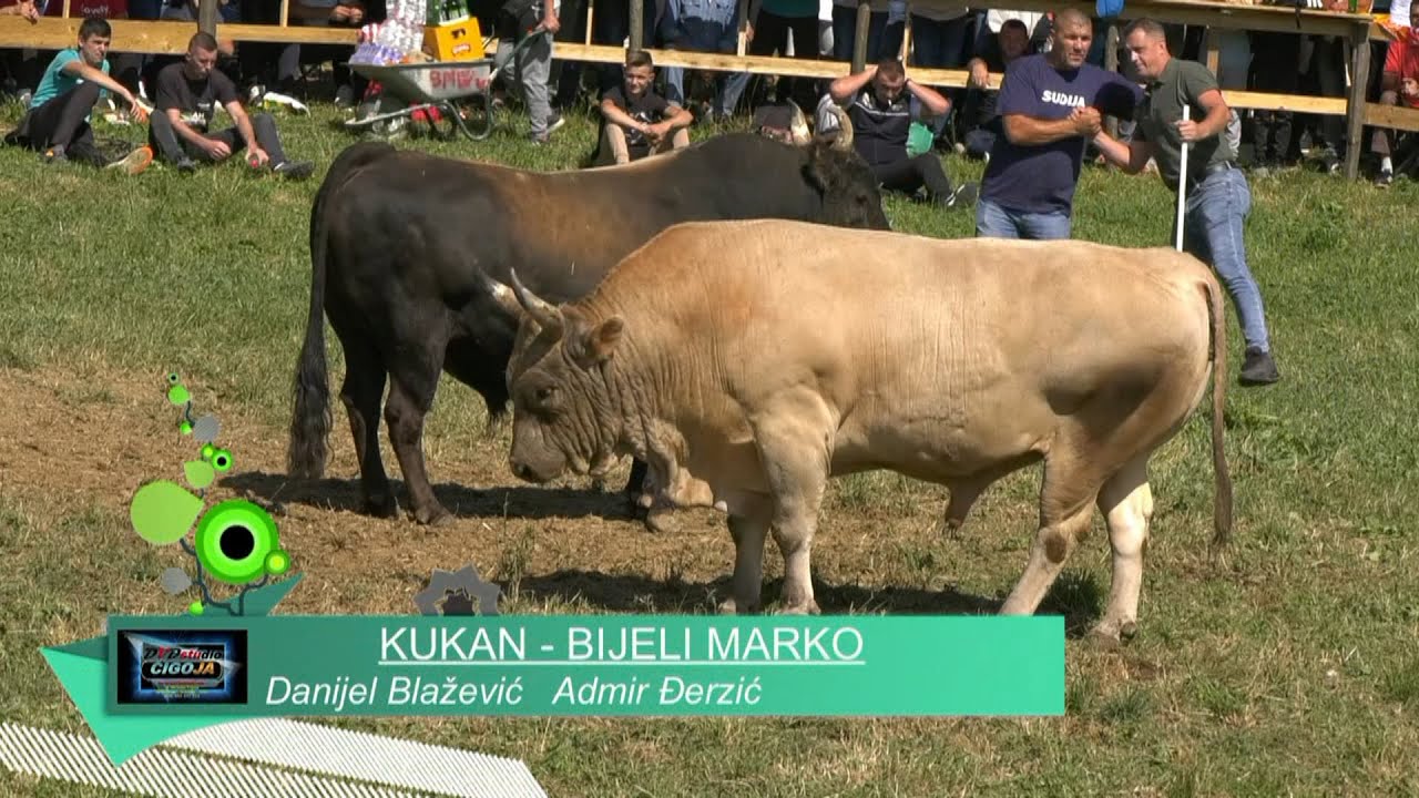 BIJELI MARKO - KUKAN, GODUŠA VISOKO 2023 KOD ZIRETA