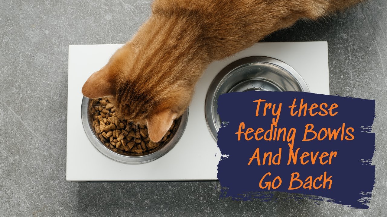 🐾 Почему мои кошки их любят 😻