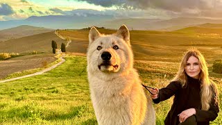 HUGE WHITE WOLF VISITS GLADIATOR FILM SET /LIFE OF WOLF / Ep 6