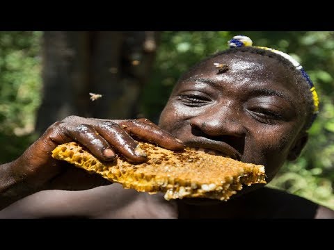 காட்டுத் தேனீக்களிடமிருந்து தேனை அறுவடை செய்வது எப்படி | apis florea அறுவடை | தேன் வேட்டைக்காரன் காட்டு தேனீக்களை அறுவடை செய்கிறான்