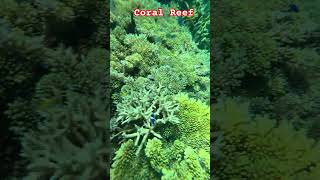 Coral Reef Coron Palawan #shorts #travel #coral #reef #coronpalawan