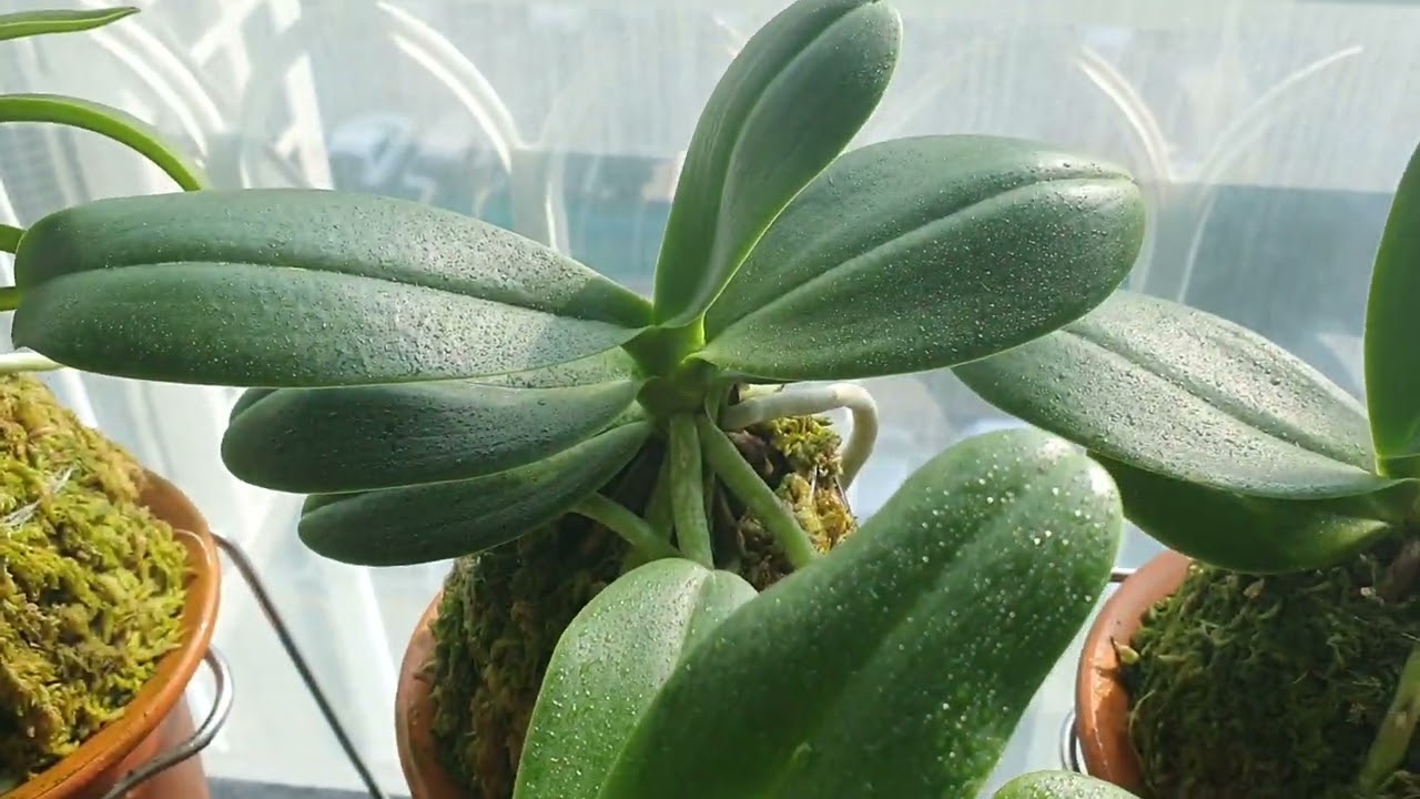 풍란키우기 베란다화분 26.2.12.최경현