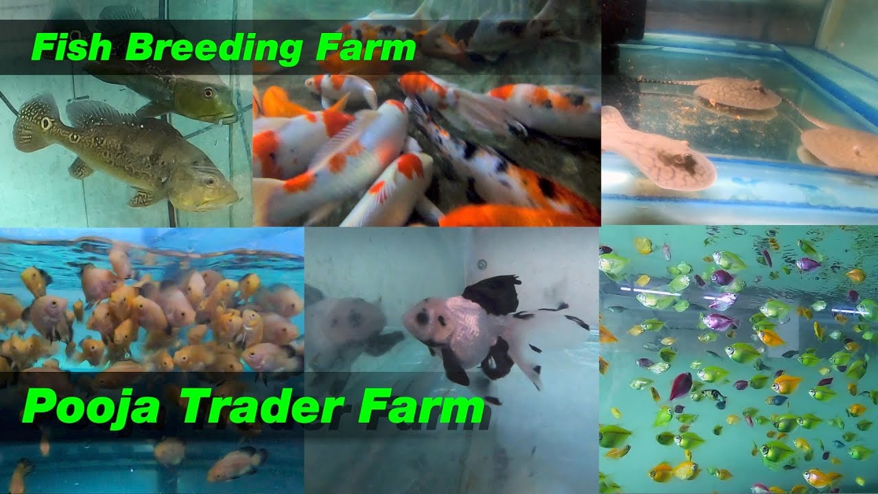 Fish Stock at Pooja Trader Fish Farm | Karjat