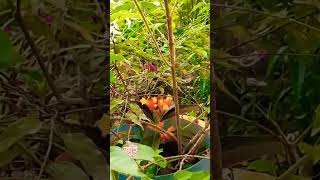 Munni's gardening #amazing #flowers #nature #ihavethisthingwithplants #containergardening