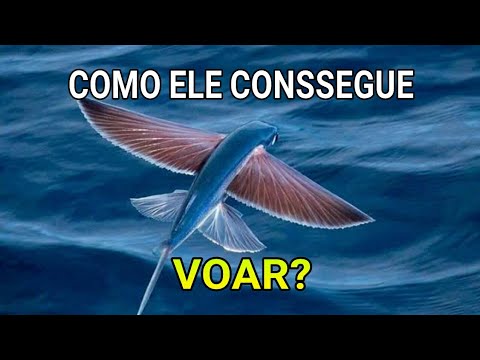 COMO OS PEIXES VOADORES FAZEM PRA VOAR?