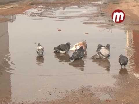 Голуби в теплой воде на БСМП