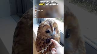 Ranking Best Owl Moments 🦉