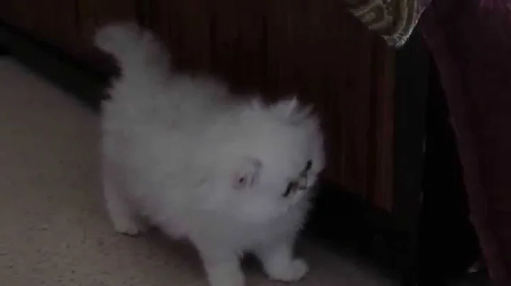 Watch the video about Gail Hull's DOLLFACEPURZ 8 week old Chinchilla Persian Kitten Purrci at play