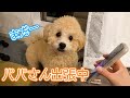 出張しているパパさんの帰りを待つママと犬の2日間【トイプードル】