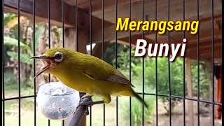 Pleci Ngecir Untuk Merangsang Birahi Pleci Macet