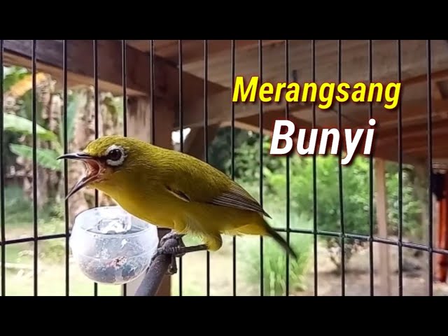 Pleci Ngecir Untuk Merangsang Birahi Pleci Macet class=