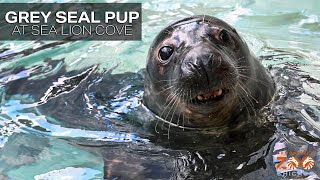 Grey Seal Pup Outside