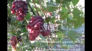 Сорт винограда 1- 5- 58  Молдавский кардинал