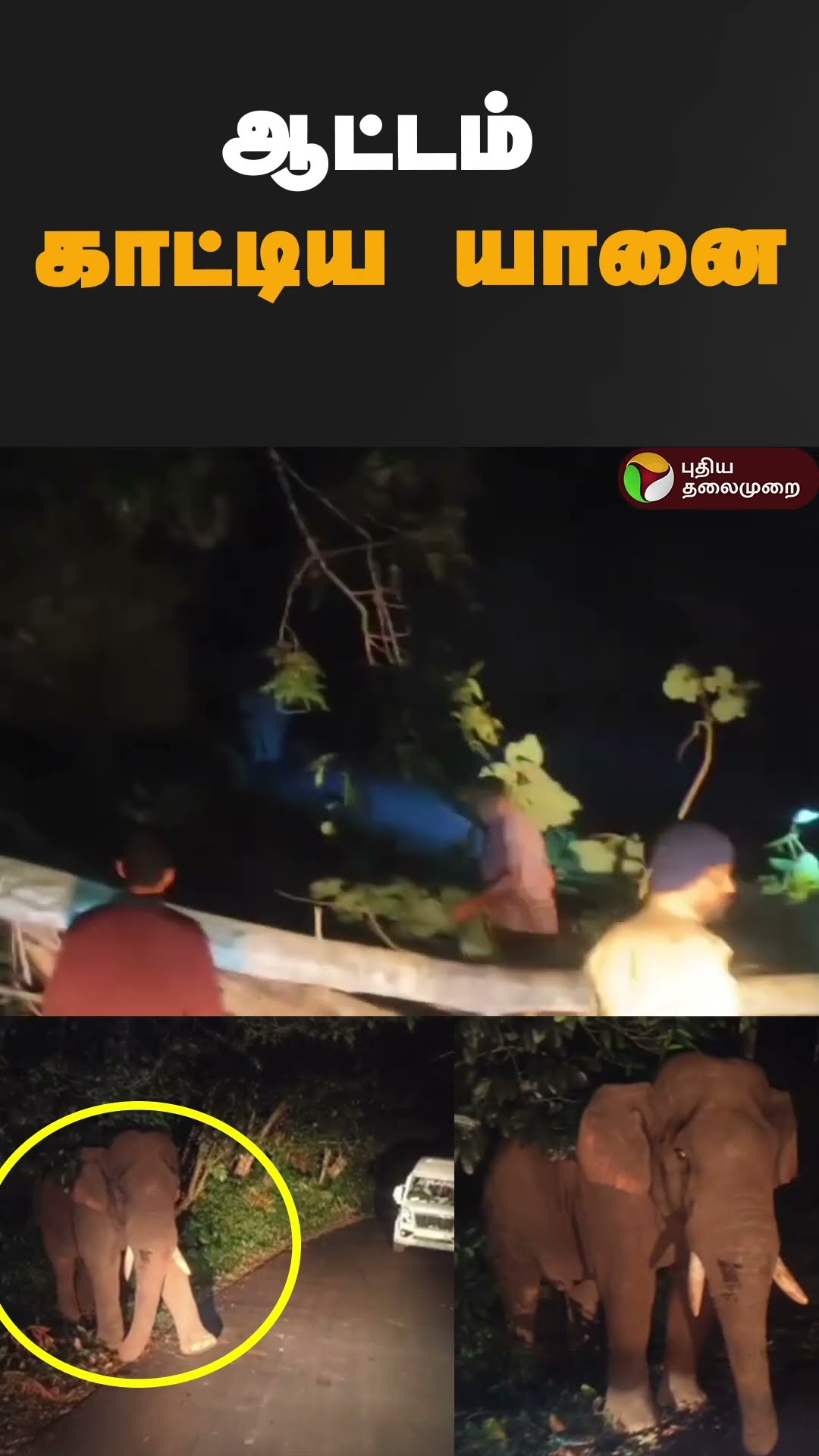 ஆட்டம் காட்டிய யானை | #shorts | #coimbatore | #valparai | #elephant