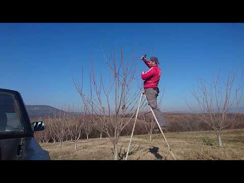 How To Prune 5 Years Old Cherry Tree Simple --read description-- #cherries #pruning #howtoprune