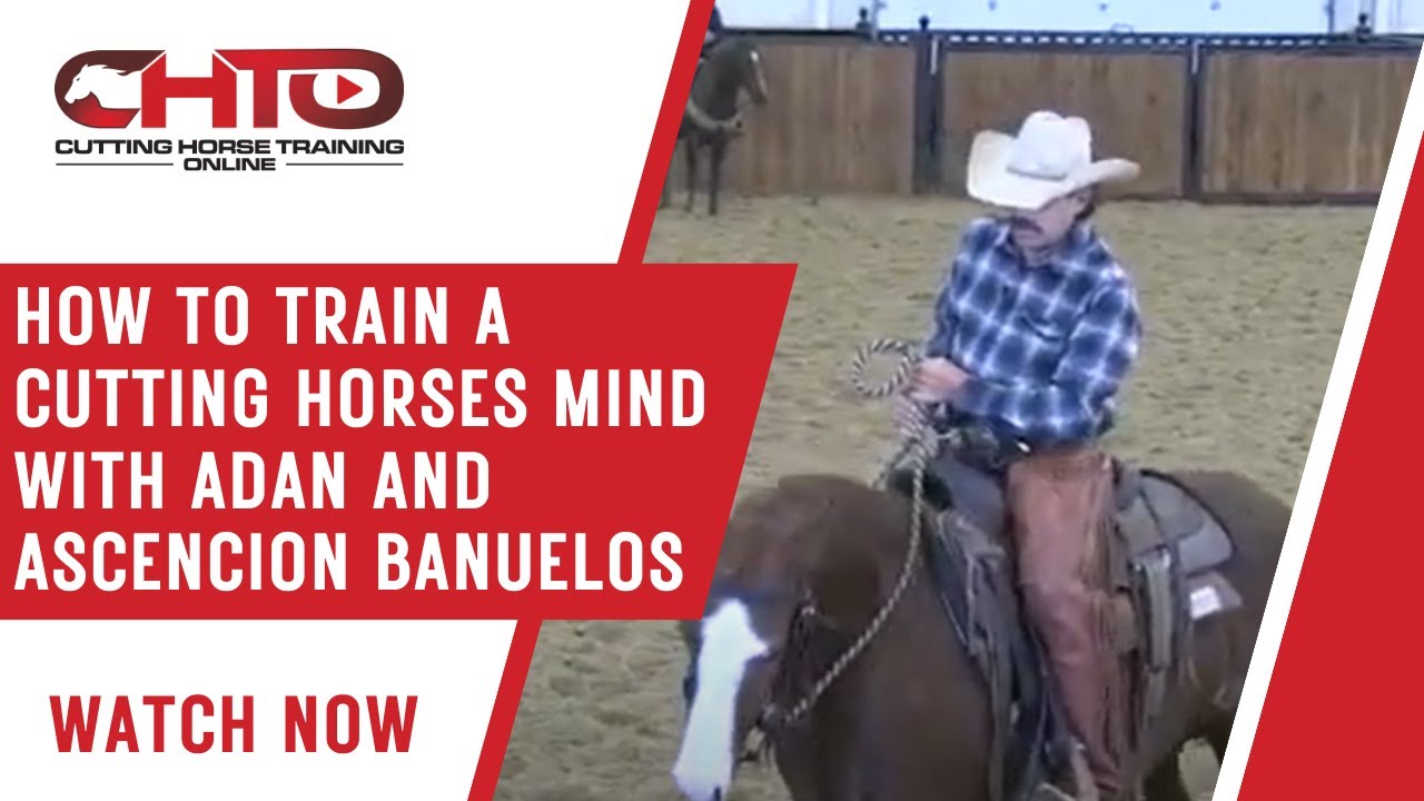 How To Train A Cutting Horses Mind with Adan and Ascencion Banuelos