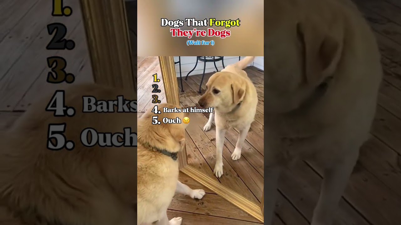Funny Dog Moments 😂 