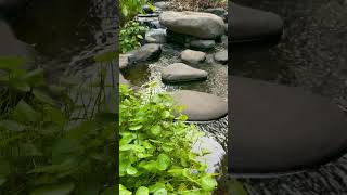 Suara Gemericik Air Terjun Taman Depan Rumah Yang Tenang Dan Sejuk shorts