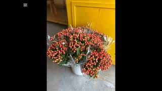 hypericum flowers with berries and how they look like in a flower farm 