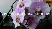 Лаленка