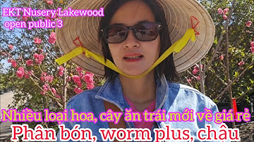 Nho gỗ có trái giá rẻ, cây vải sum suê có hoa, Lan Úc thơm, các loại cây ăn trái nhiệt đới giá rẻ