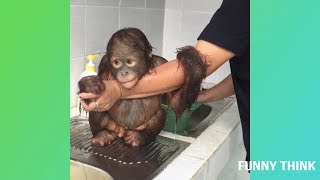 Animals are awesome compilation awsome cool videos | funny think