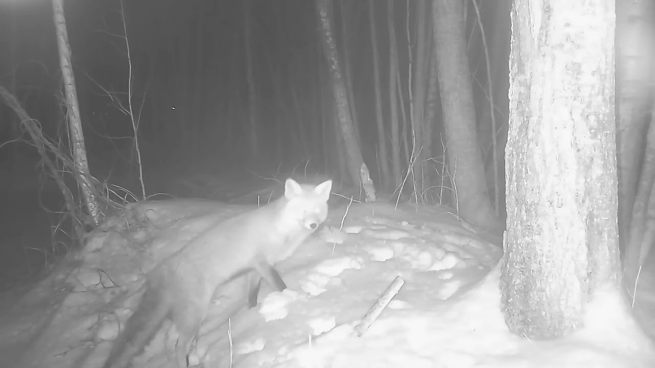 Wild animals. Trail camera. Snowy forest  in the dark of winter. Marten. Roe deer. Fox.