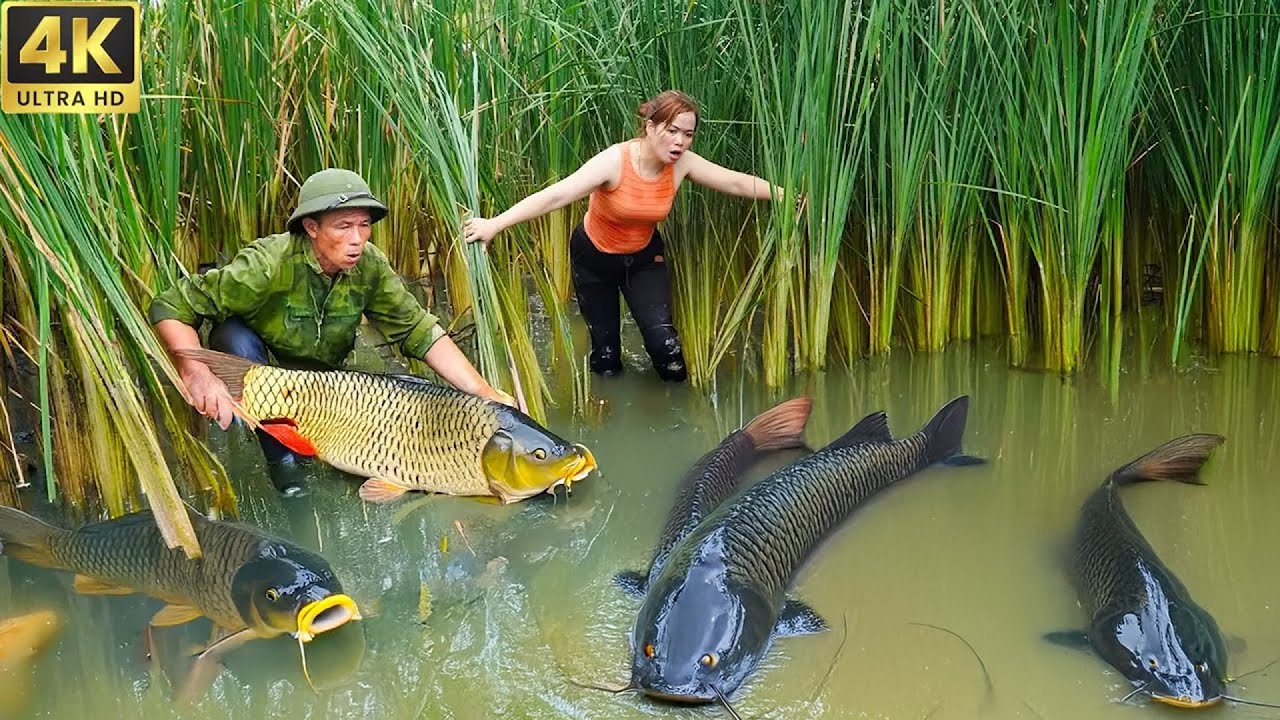 Monster Fish Hunt in the Wild! Catching Giant Fish by Hand for Sale - Cooking Grilled Fish