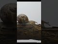 LeoNeedYou - Ни Собака Ни Росток #рок #aigenerated