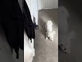 Doggy football? New goalkeeper for England