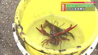 大横川親水公園で「かいぼり」