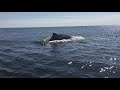 Humpback whales in Sitka, Alaska