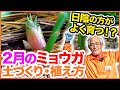2月ミョウガ栽培！家庭菜園や農園の日陰でもよく育つ！ミョウガの植え方・土づくり・肥料の入れ方を徹底解説！/ How to grow Japanese ginger