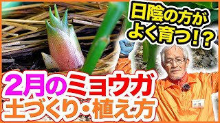 2月ミョウガ栽培！家庭菜園や農園の日陰でもよく育つ！ミョウガの植え方・土づくり・肥料の入れ方を徹底解説！/ How to grow Japanese ginger