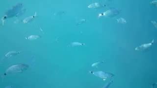 Fishies in Croatia
