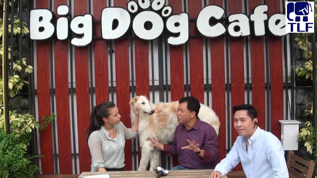 Big Dog Café Bangkok Tourist Attraction Thailand, Rare and Massive Dog