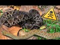 Exploring Mexico's Deadly Snakes: A Venomous Collection Experience