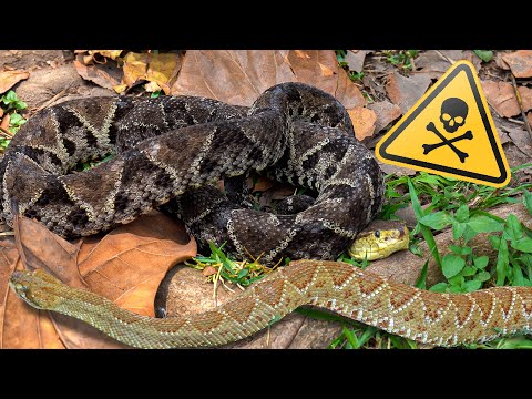 The Deadliest Snakes Of Mexico