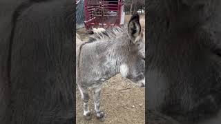 The most adorable Quiet friend Donkey #animallover #shots #animalfunny #donkey screenshot 4