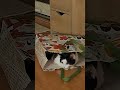More Of Sofi In Her Bag More Of Sofi In Her Bag