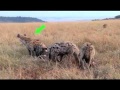 Hyena carcass educational video