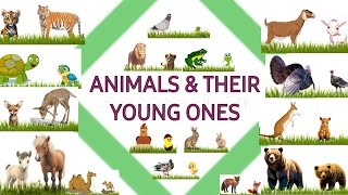 Animals and their young ones|Animals and their babies|young ones of animals and birds|#animalsbaby