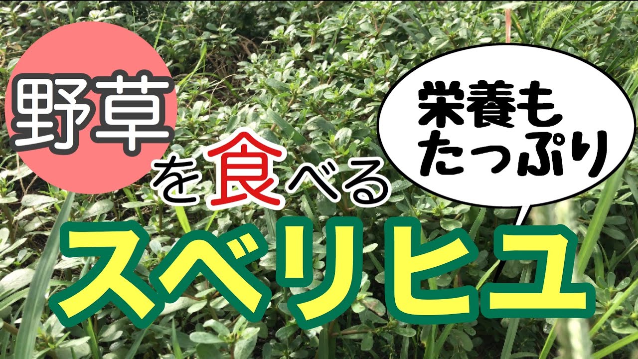 スミレの花の構造 アツバスミレとタチツボスミレ Youtube