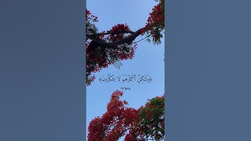 القارئ سعد الغامدي - وإن ربك لذو فضل على الناس ولكن أكثرهم لا يشكرون - سورة النمل