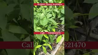 Rubber Plants Available Call📞 7002621470#rubber #rubberplant #agriculture #plantsofindia #shortvideo