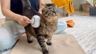 【皮膚治療】毎日大盛りの療法食が嬉しくてウハウハな猫のお家での皮膚ケア編