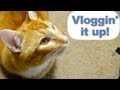 Deep Thoughts From A Cat...   (vloggin&#39; 8/19 /13)