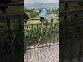 散歩してたら子猿の不注意で大事故が起きました…#shorts